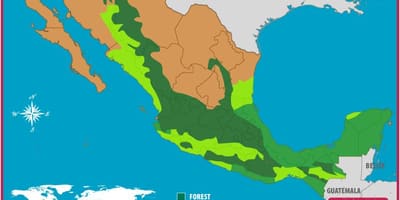 地図のメキシコの森